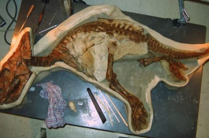 babydino