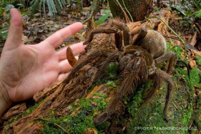 puppysized-spider-thumb