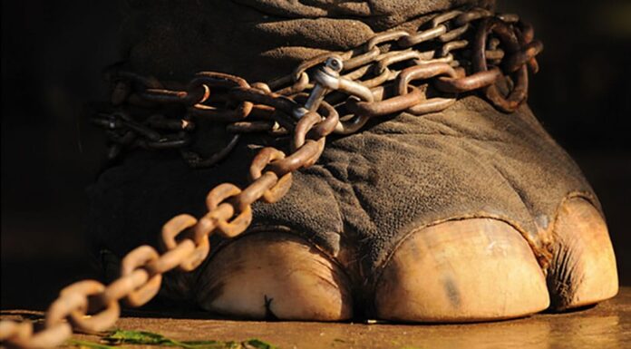 circus-netherlands