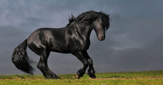 13-beautiful-horse-breeds