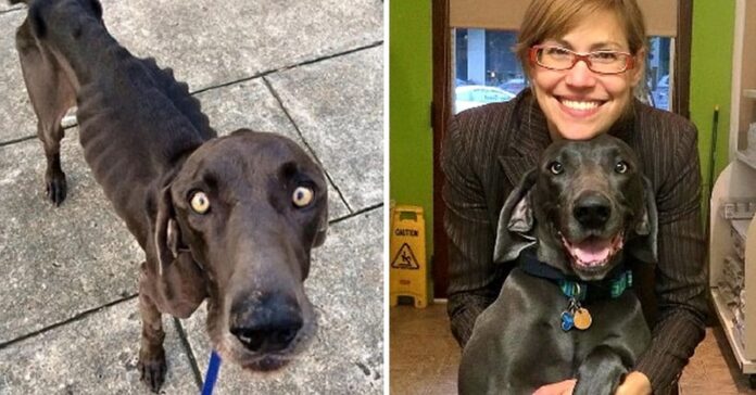 abandoned-dog-second-chance-featured