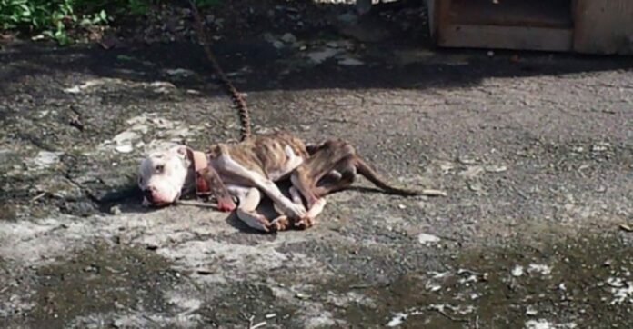 dog-days-from-death3