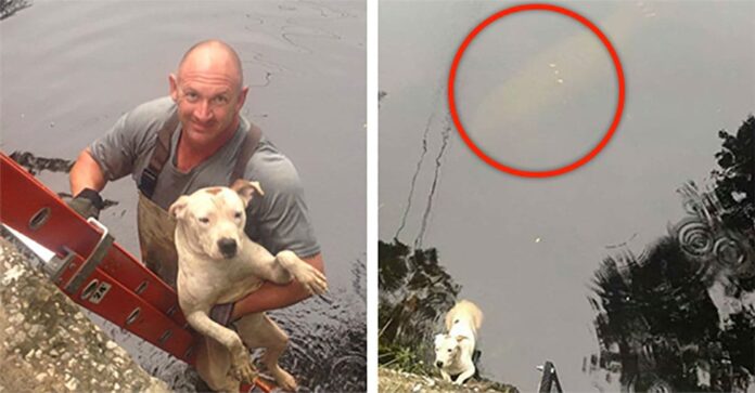 manatee-pit-bull