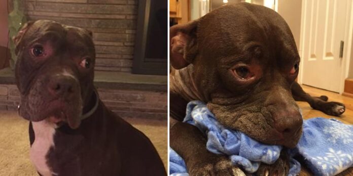 bernie-pitbull