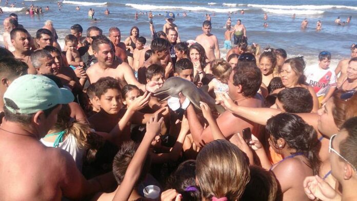 dolphinselfieog