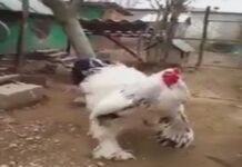 Meet the Giant Chicken That’s Taking the Internet by Storm