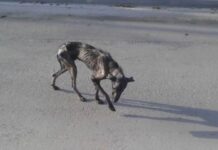 Billy the Stray Dog: A Heartwarming Story of Rescue and Love