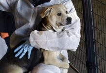 New Law Registers Animal Abusers Like Sex Offenders