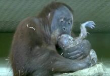Incredible Moment: Orangutan Gives Birth on Camera